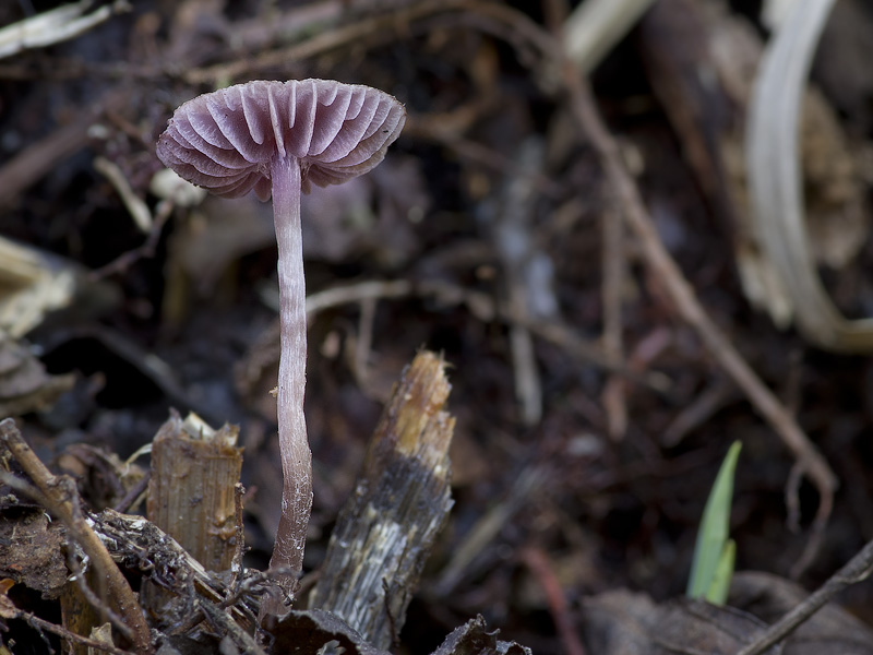 Cortinarius lilacinopusillus